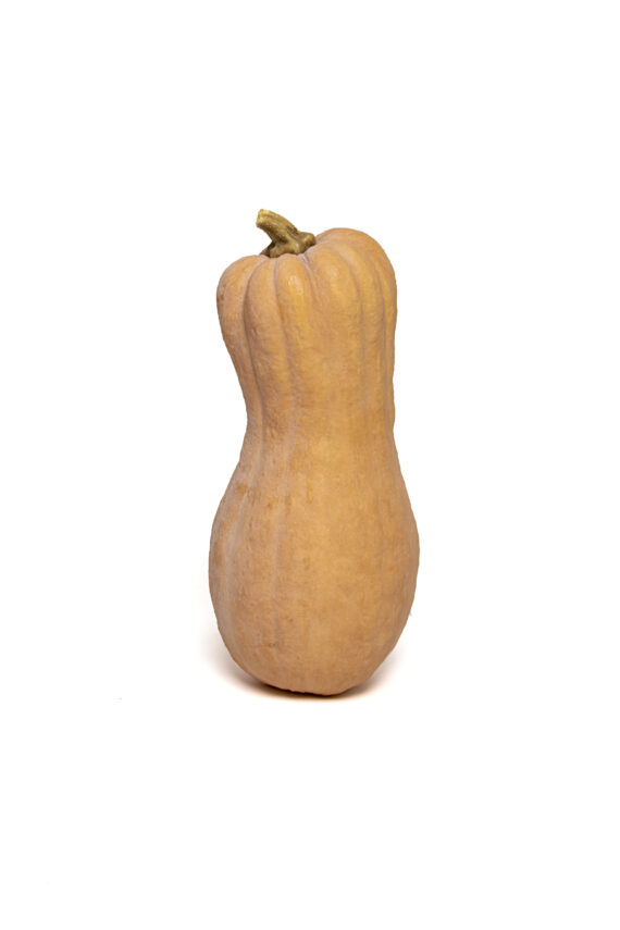 zucca violina biologica